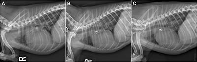 Development of Spontaneous Echocardiographic Contrast After Transarterial Occlusion of a Patent Ductus Arteriosus in an Adult Dog With Concurrent Pulmonary Hypertension